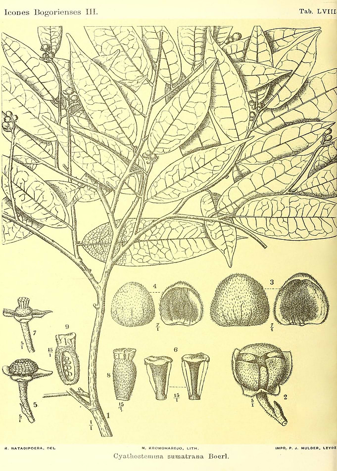 Cyathostemma sumatrana