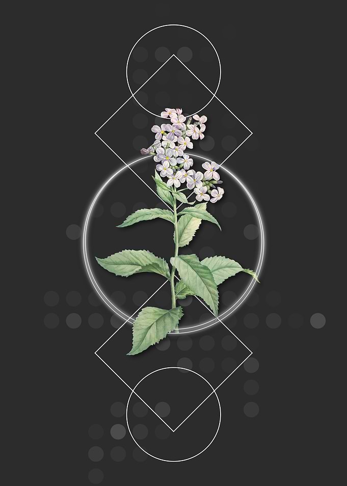 White Gillyflower Bloom