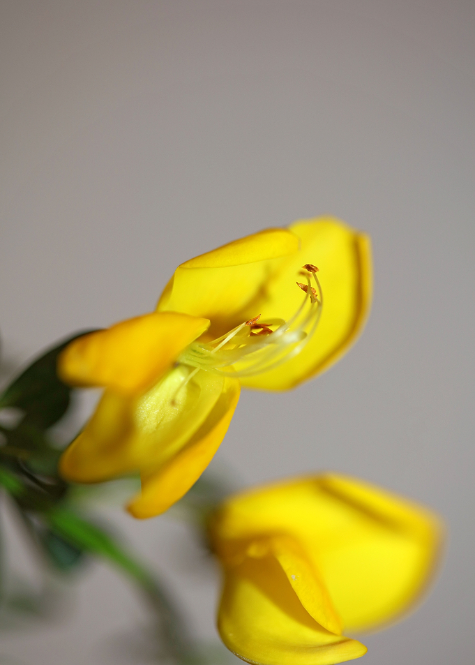 Spartium jenceum close up