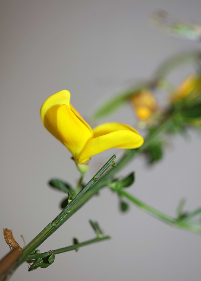Yellow spartium flowering
