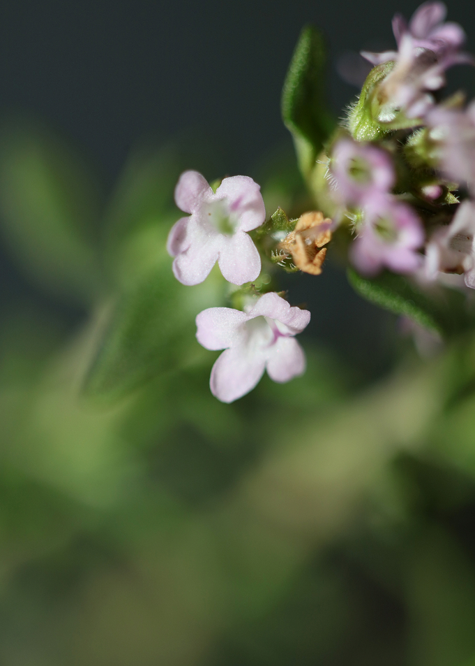 Thymus flower blossoming