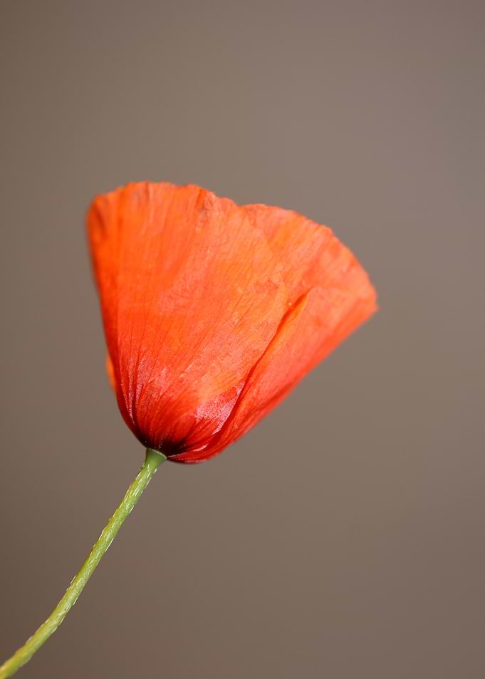 Papaver flowering close up
