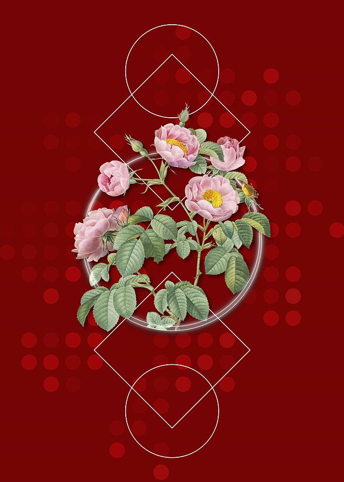 Vintage Tomentose Rose