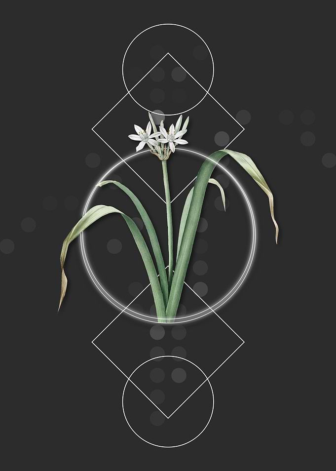 Small Flowered Pancratium
