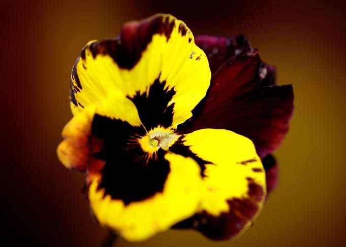 Viola flowering close up