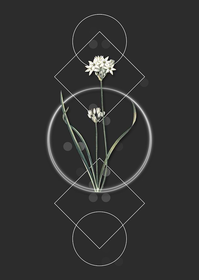 Three Cornered Leek Flower