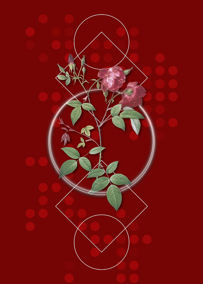 Velvet China Rose