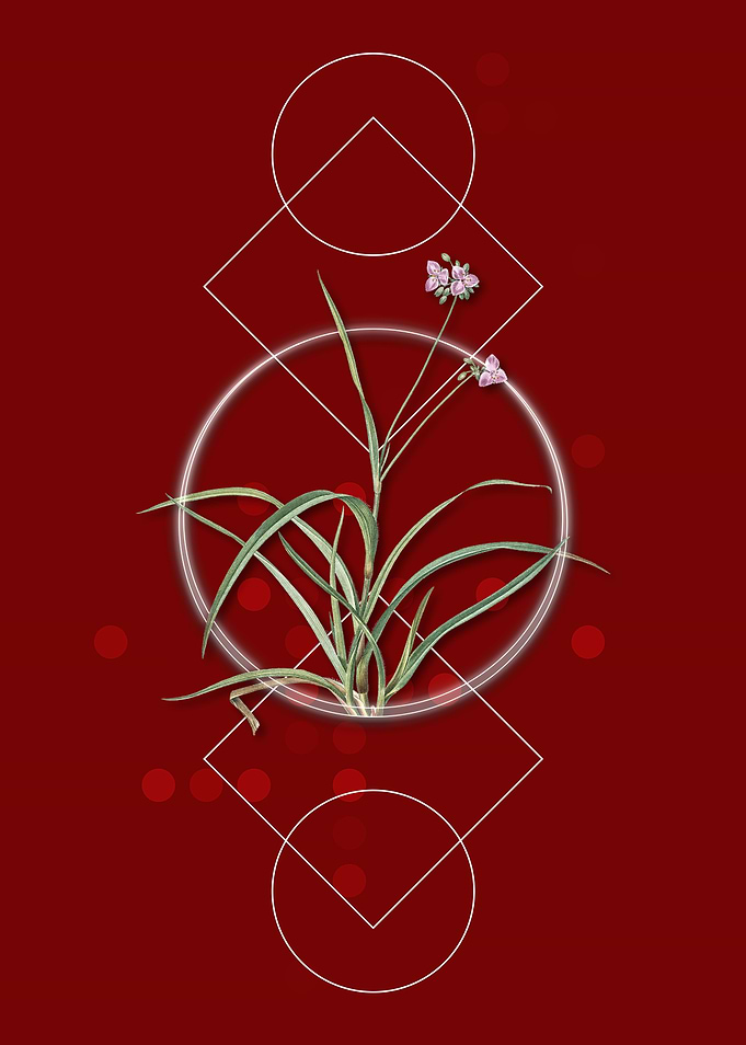 Vintage Spiderwort Flower