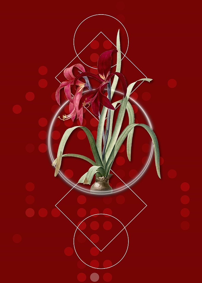 Vintage Sprekelia Flower
