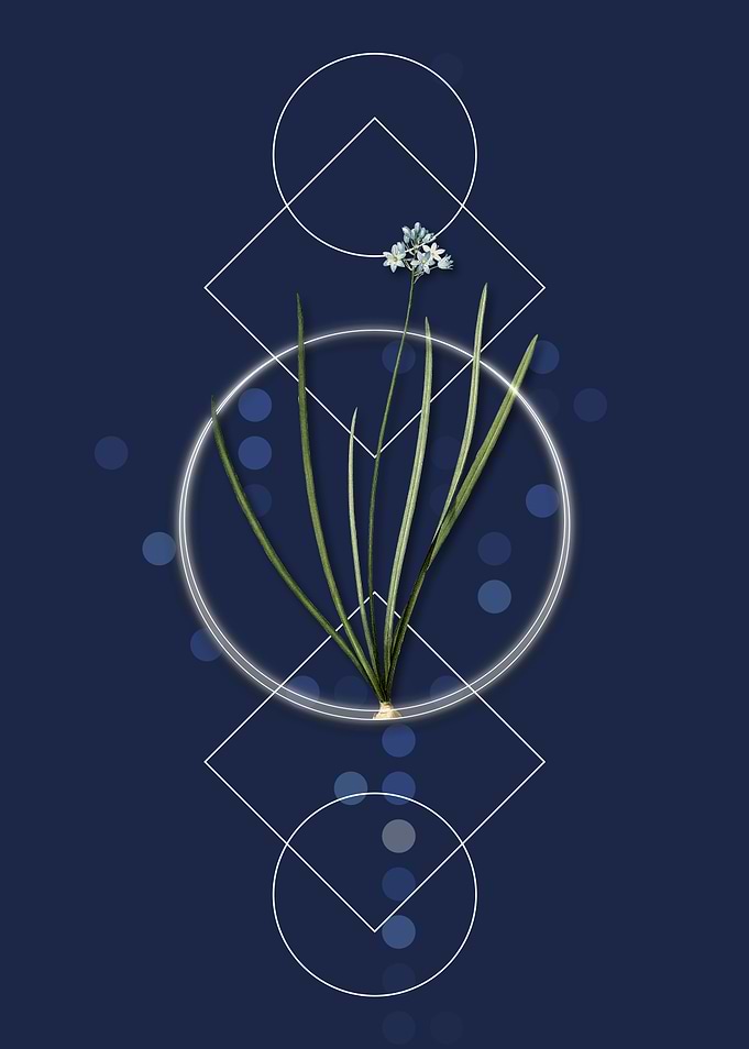Vintage Spring Squill