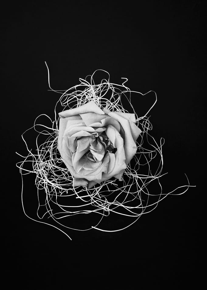 Abstract rose