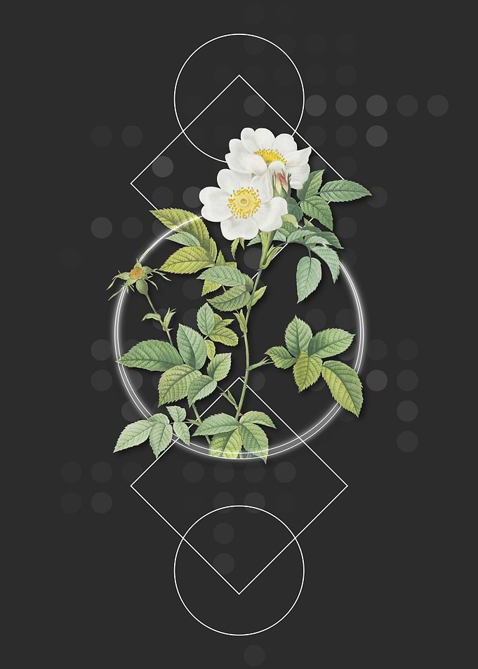Vintage White Anjou Roses