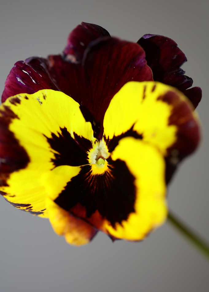 Viola flowering close up