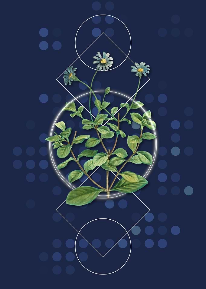 Blue Marguerite Plant