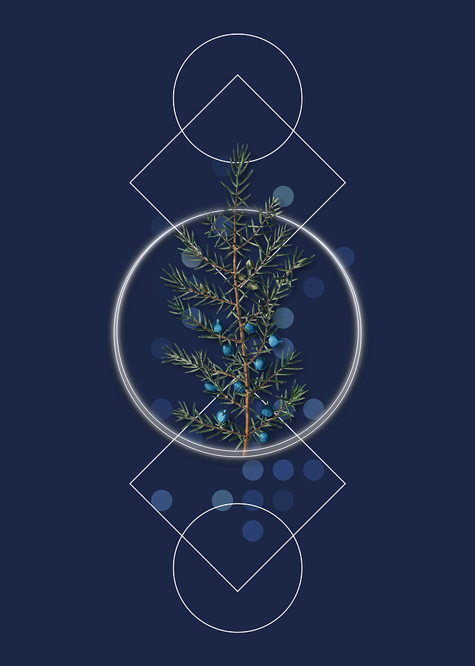 Vintage Common Juniper