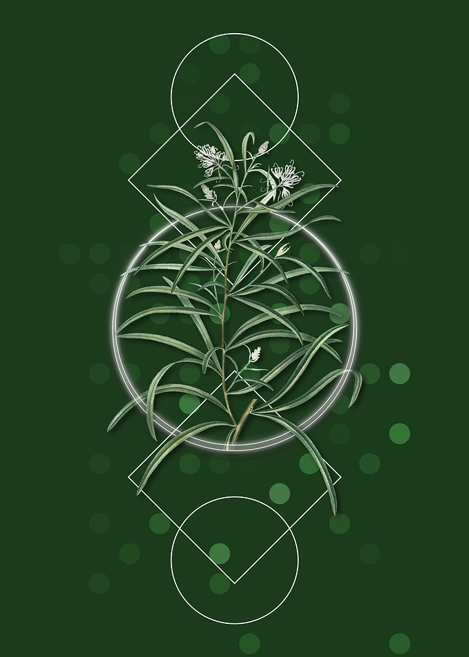 Narrow Leaf Spider Flower