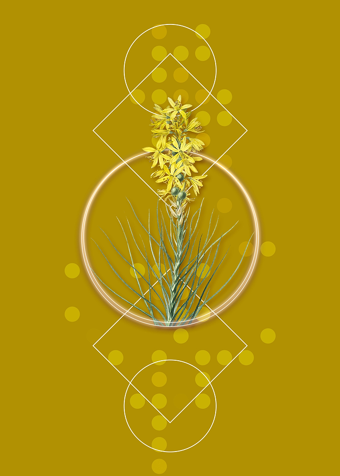 Vintage Yellow Asphodel