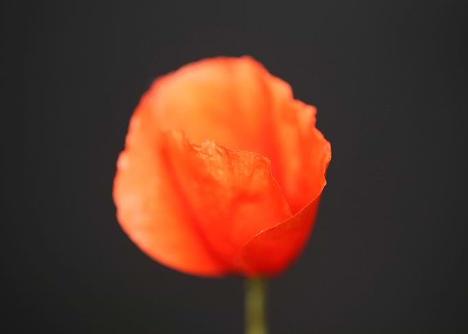 Red wild papaver flowering