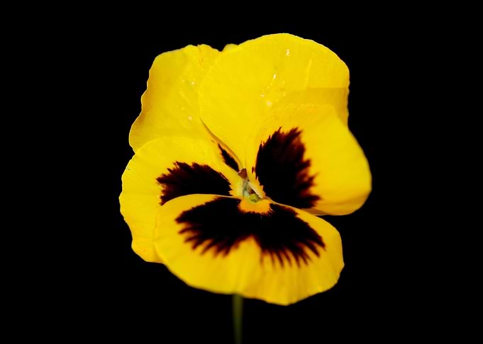 Yellow viola flower macro