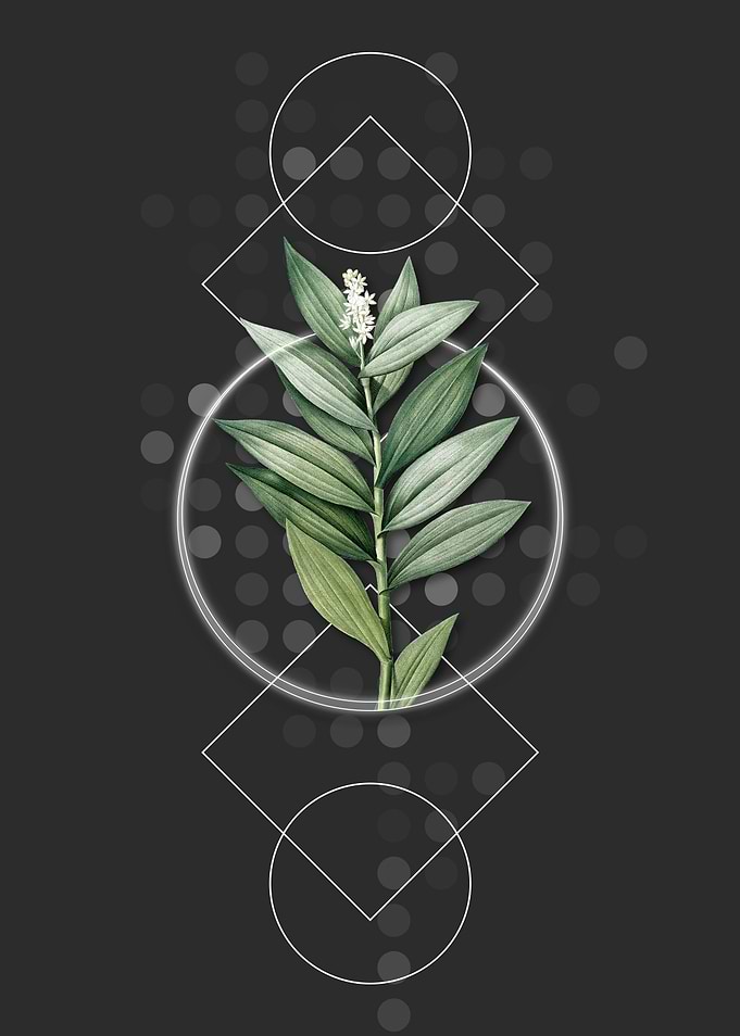 Vintage Smilacina Stellata