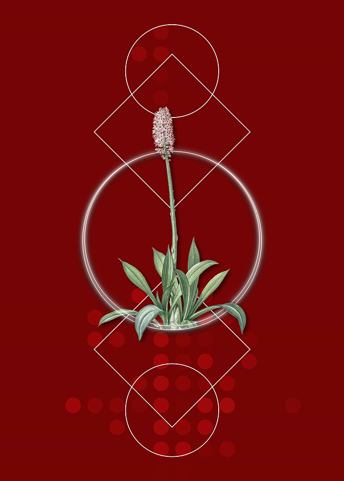 Vintage Swamp Pink Flower