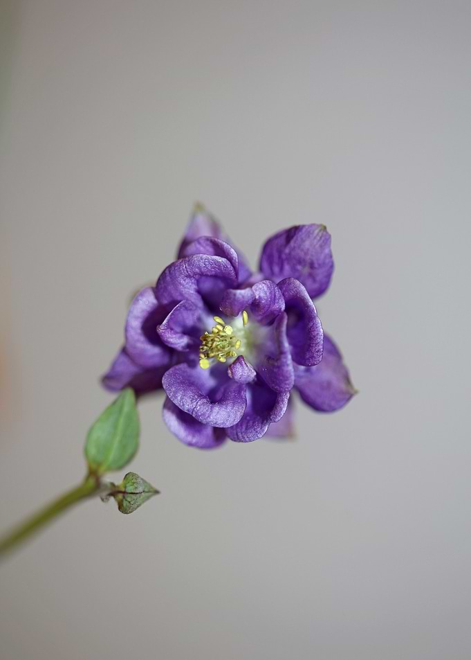 Aquilegia vulgaris flower