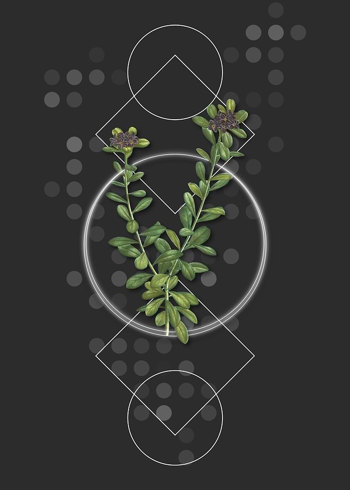Daphne Sericea Flowers