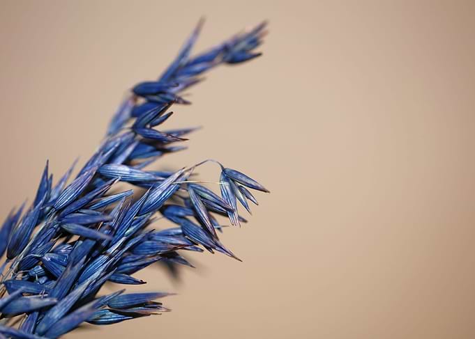 Wheat blue color close up