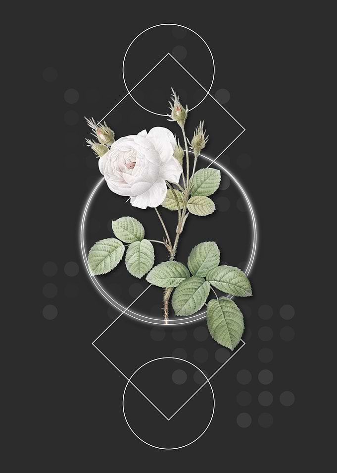 Vintage White Misty Rose