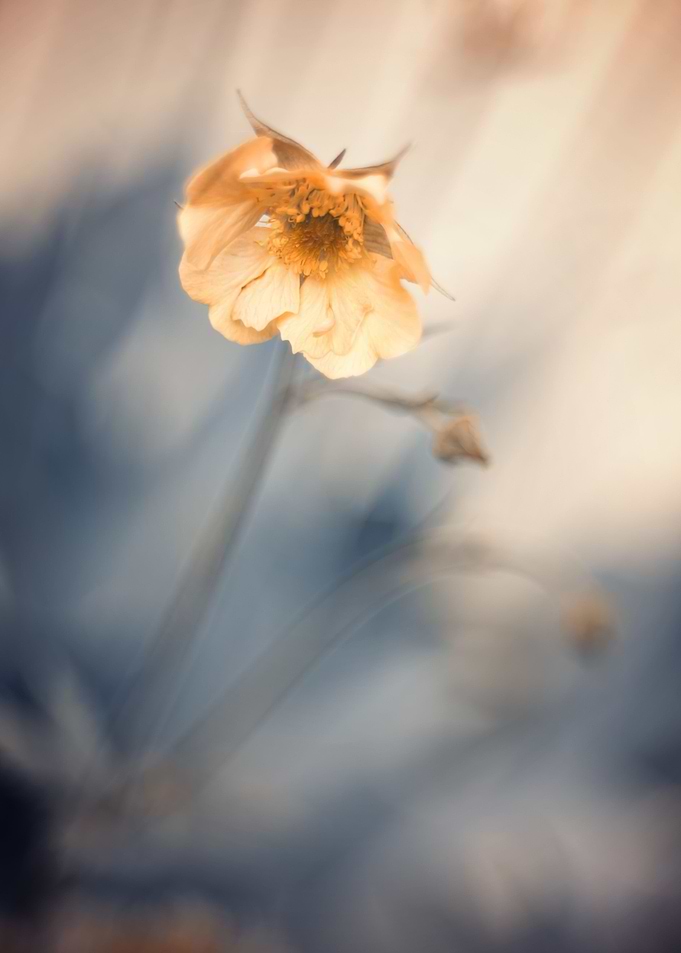 Yellow flower,macro garden