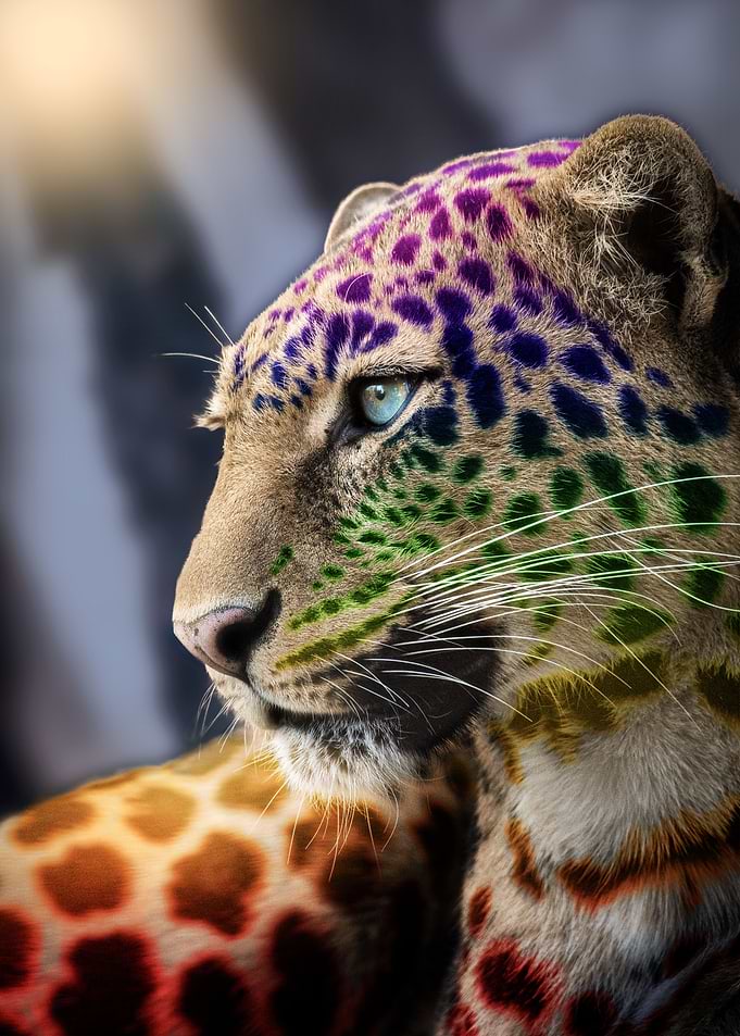 Rainbow Jaguar