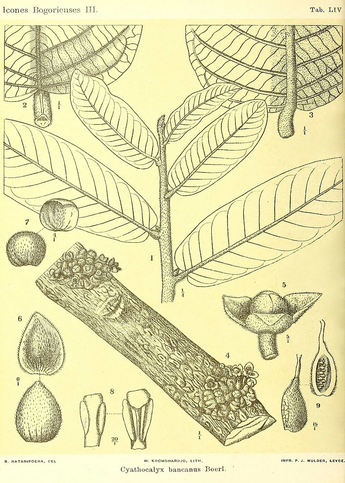 Cyathocalyx bancanus