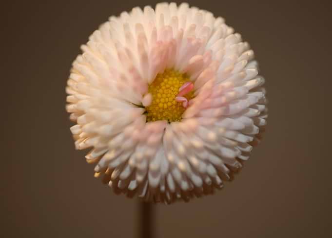 Bellis perennis blossoming