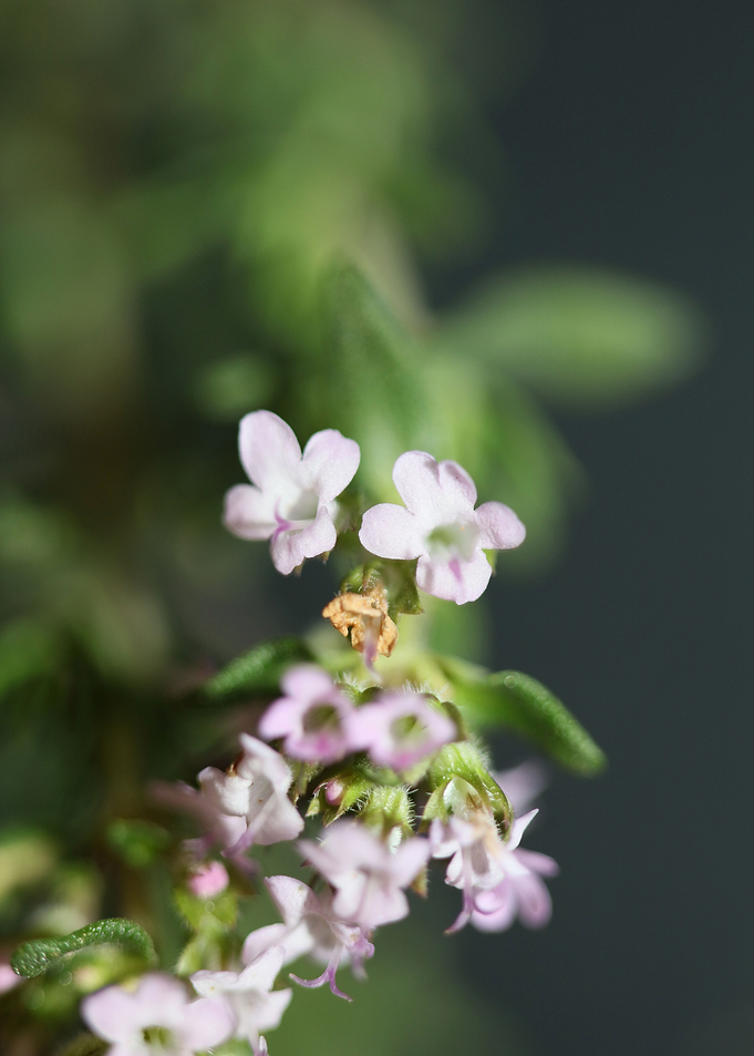 Thymus vulgaris flowering