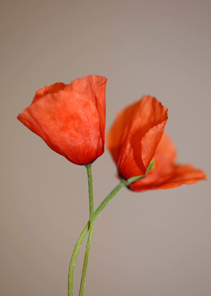 Papaver flower blossoming