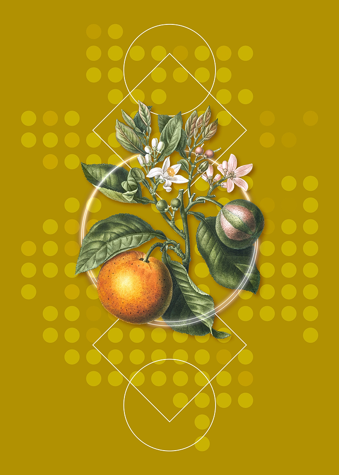 Geometric Bitter Orange