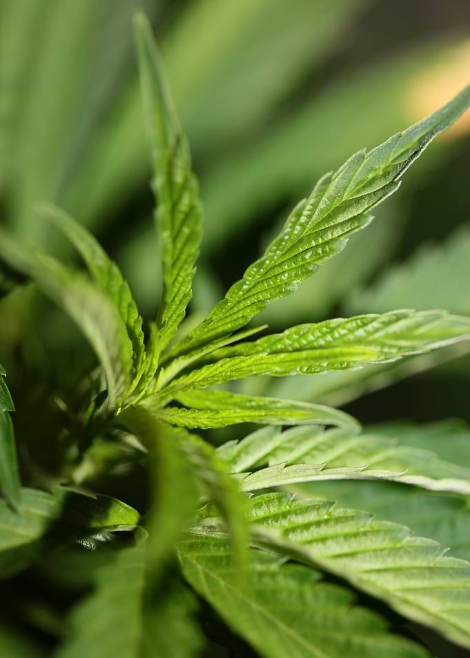 Weed leaves background