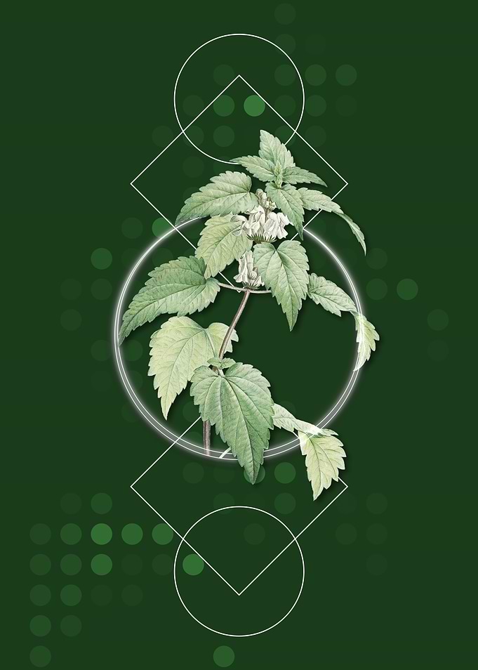 White Dead Nettle Plant