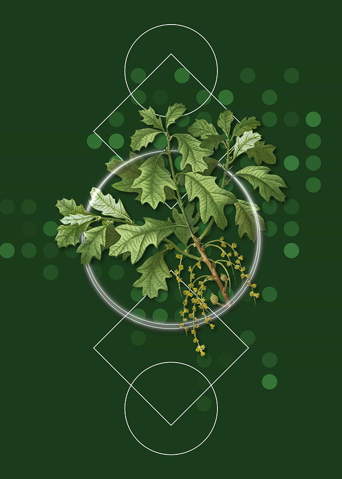 Geometric Bear Oak Floral
