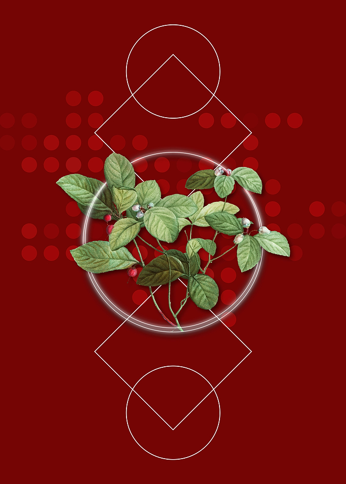 American Wintergreen Plant