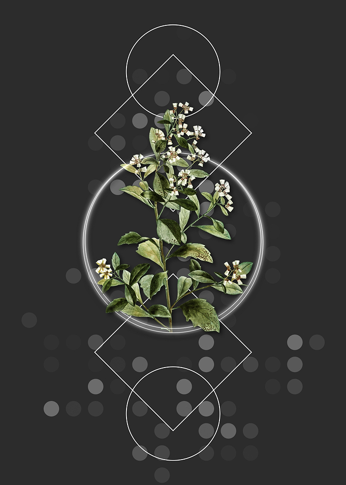 Vintage Eastern Baccharis