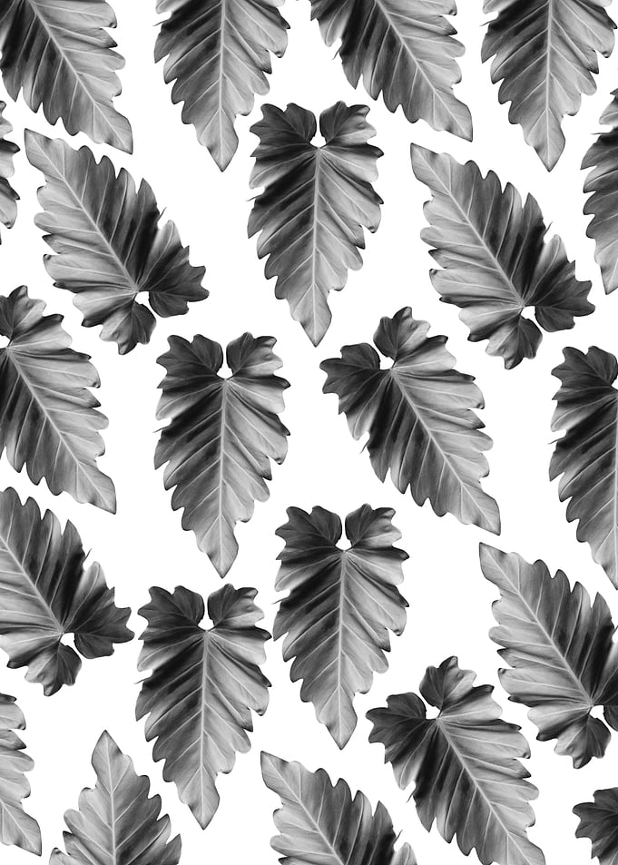 Elephant Ear Alocasia 2
