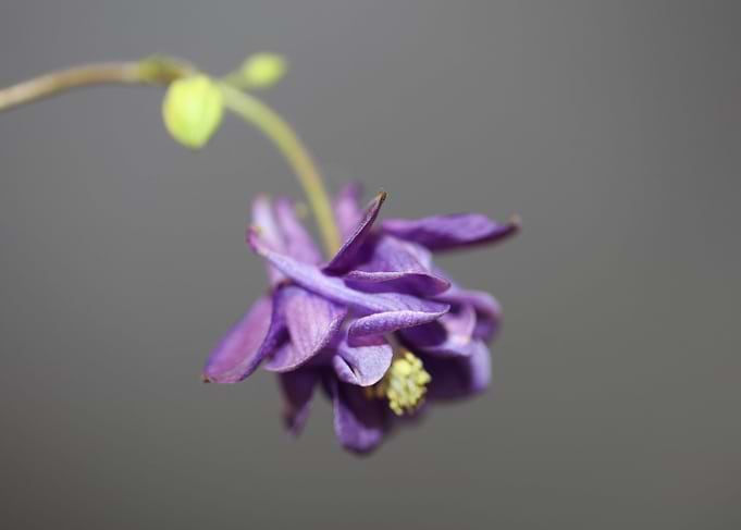 Aquilegia vulgaris flower