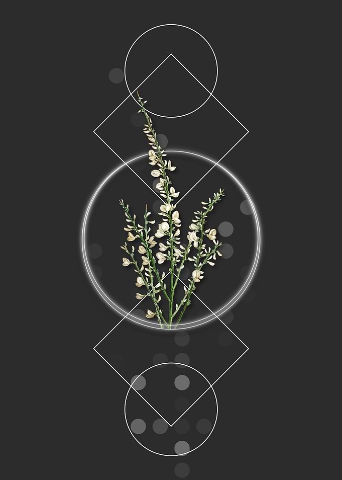 Vintage White Broom Flower