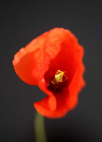 Red wild papaver flowering