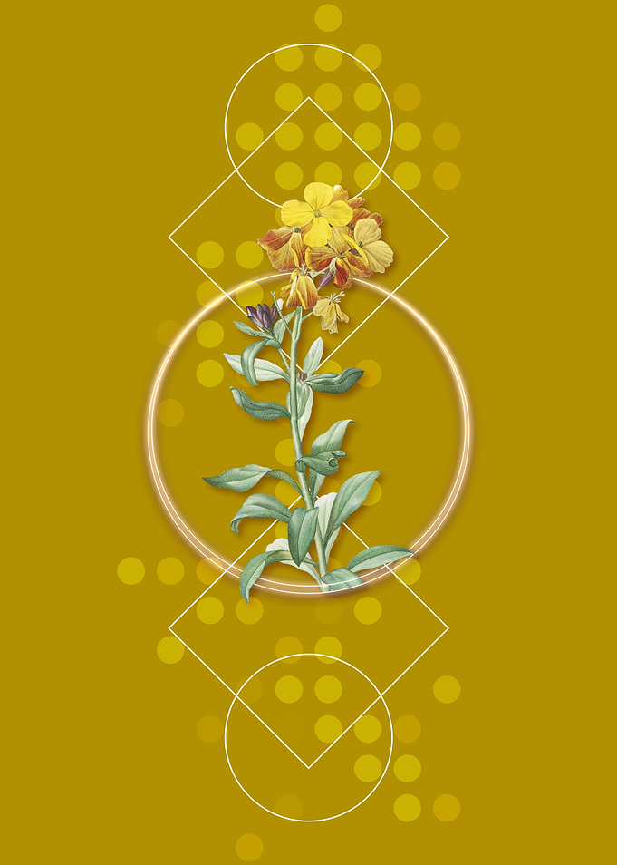 Yellow Wallflower Bloom