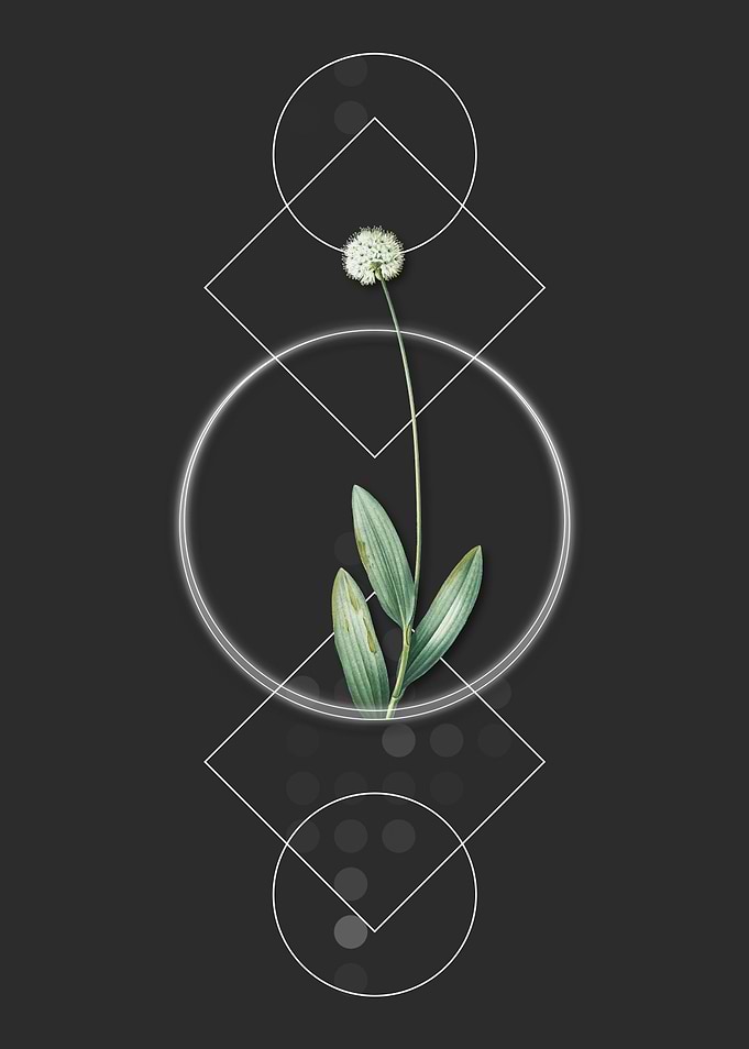 Victory Onion