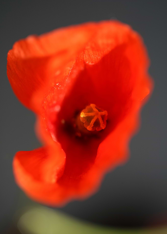 Papaver flower blossoming