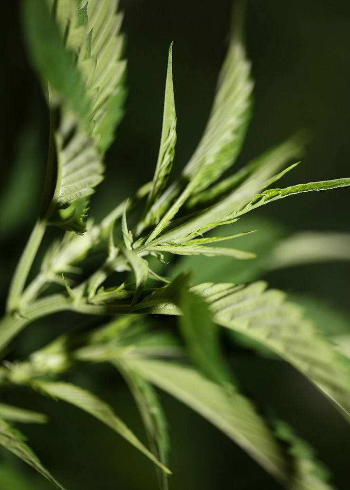Cannabis leaves close up