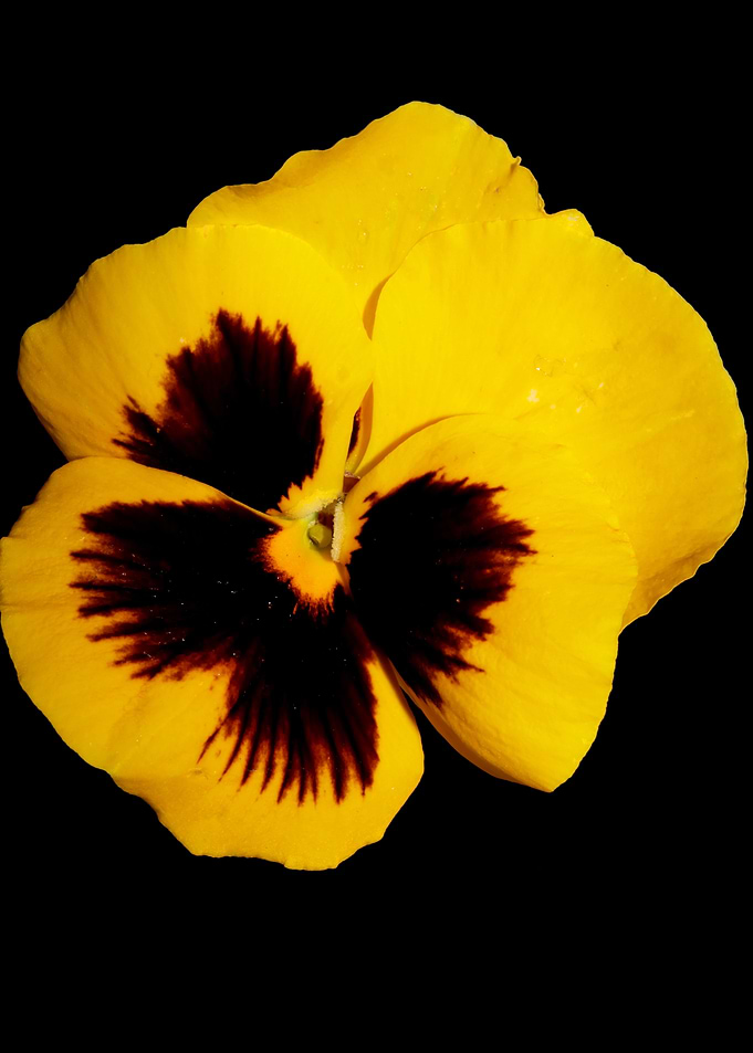 Yellow viola flower macro